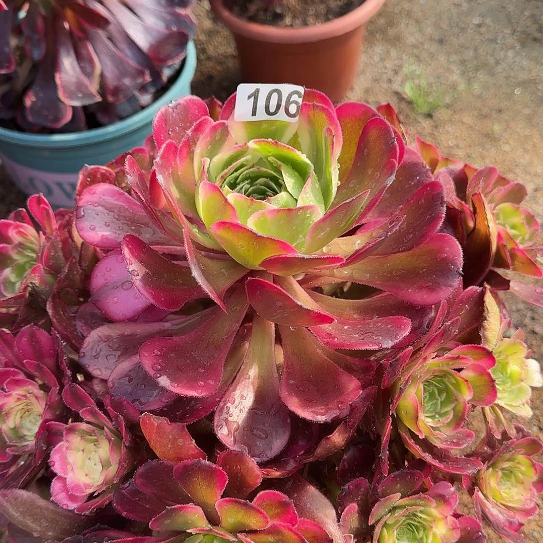 52主棚多肉植物黑金刚106