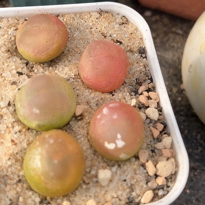 21555五年拉登一颗