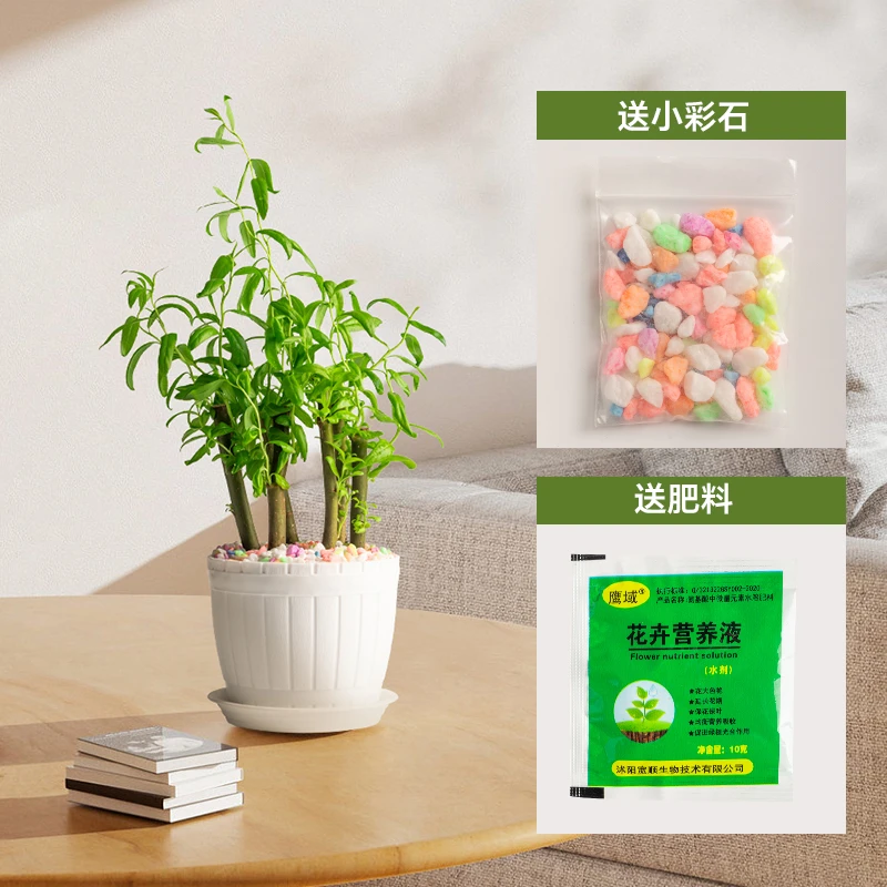 新款精品土培国风龙柳冬天耐寒抗冻室内外绿植桌摆客厅家用