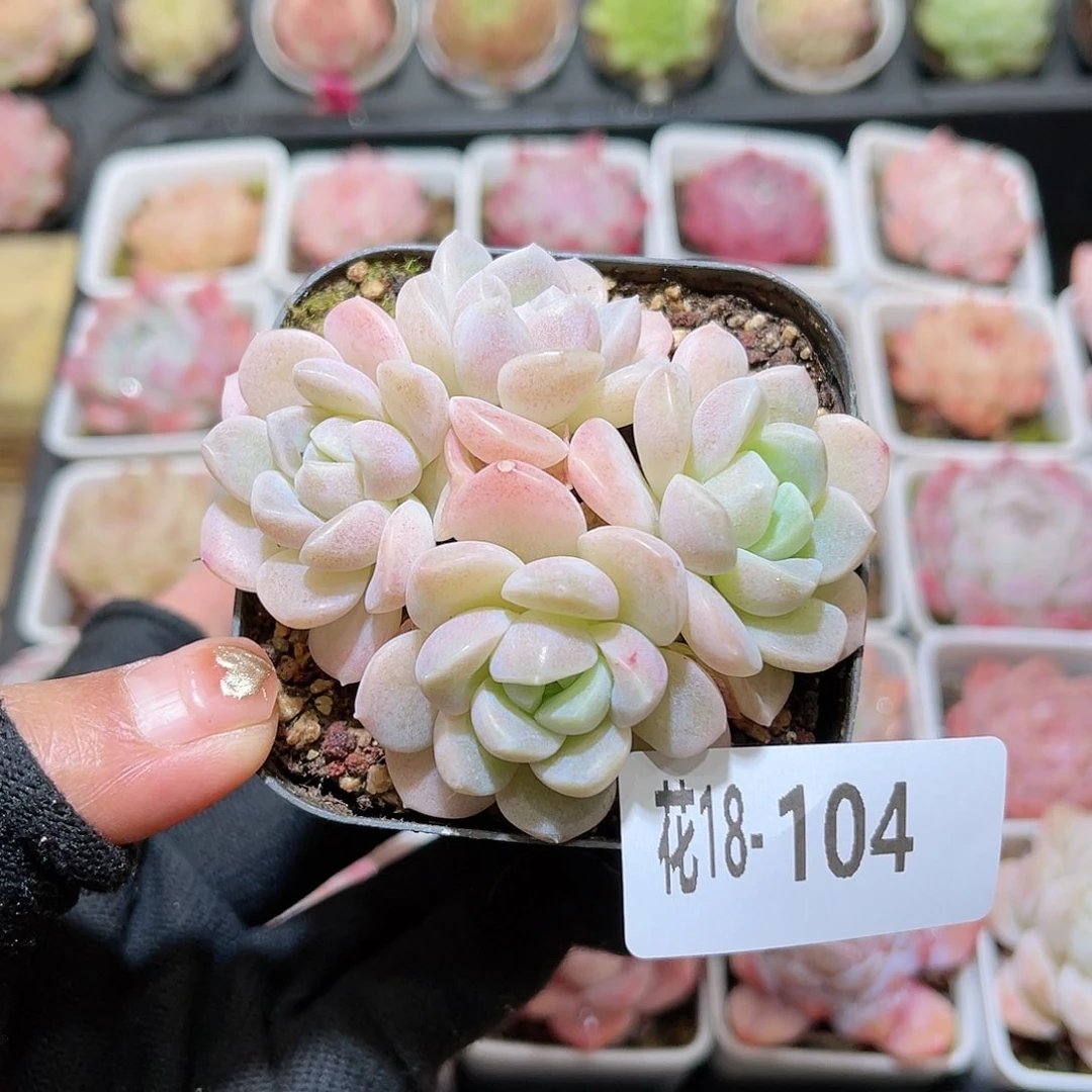 花18-104奶糖小群