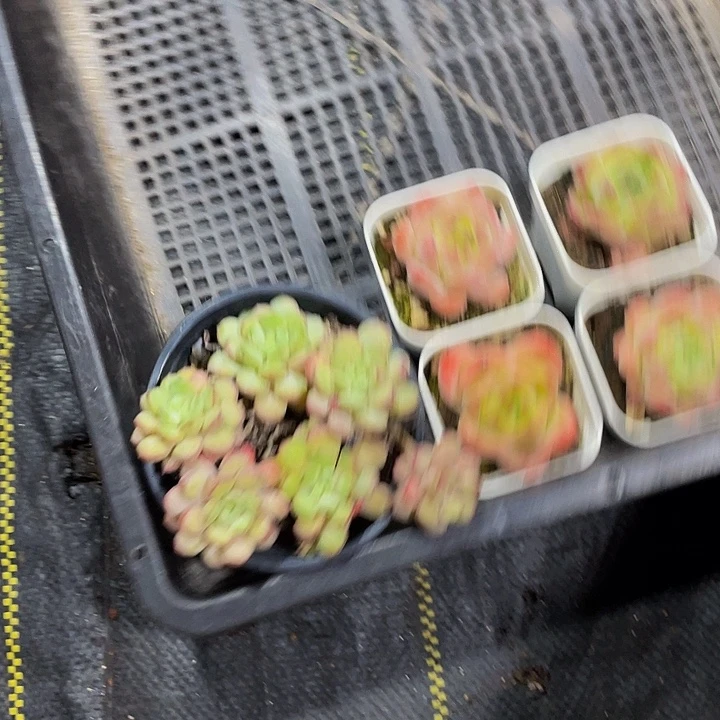 ᯤ***⊙30号筐带盆土发货