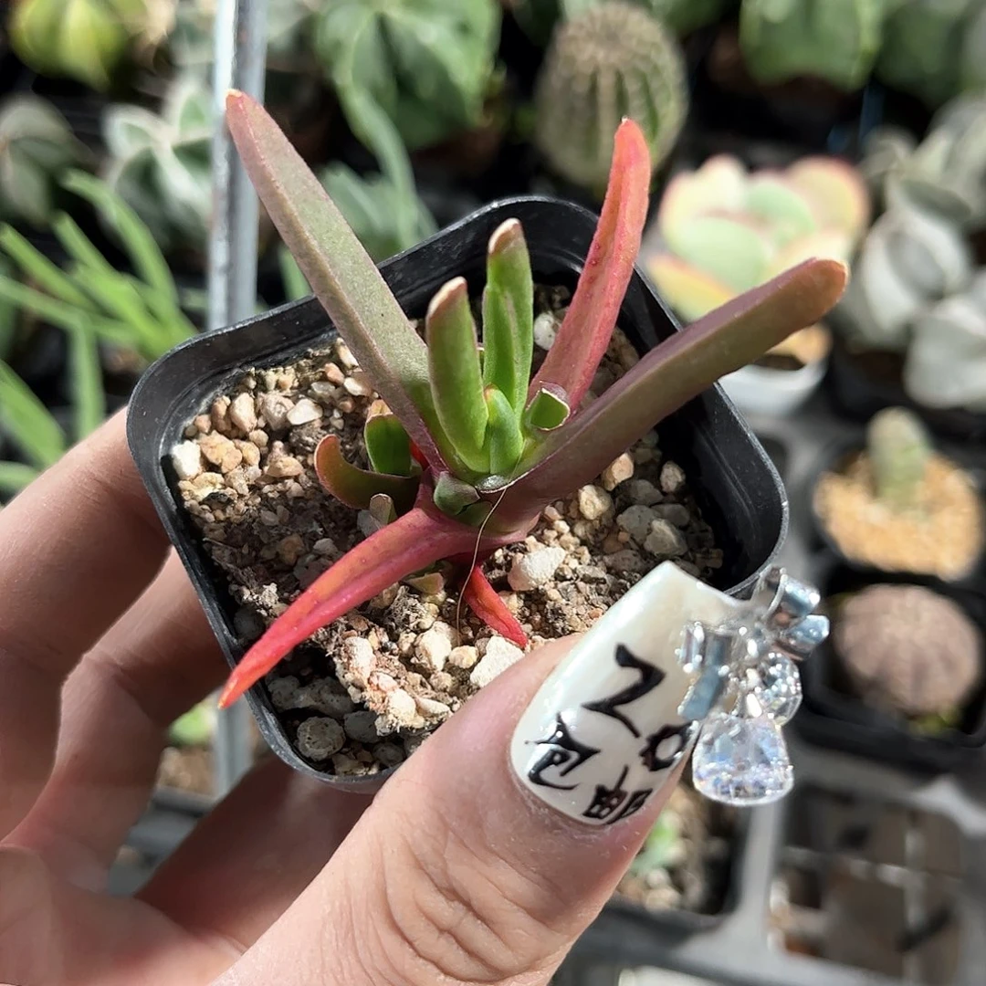 新妖单头发货有根发货