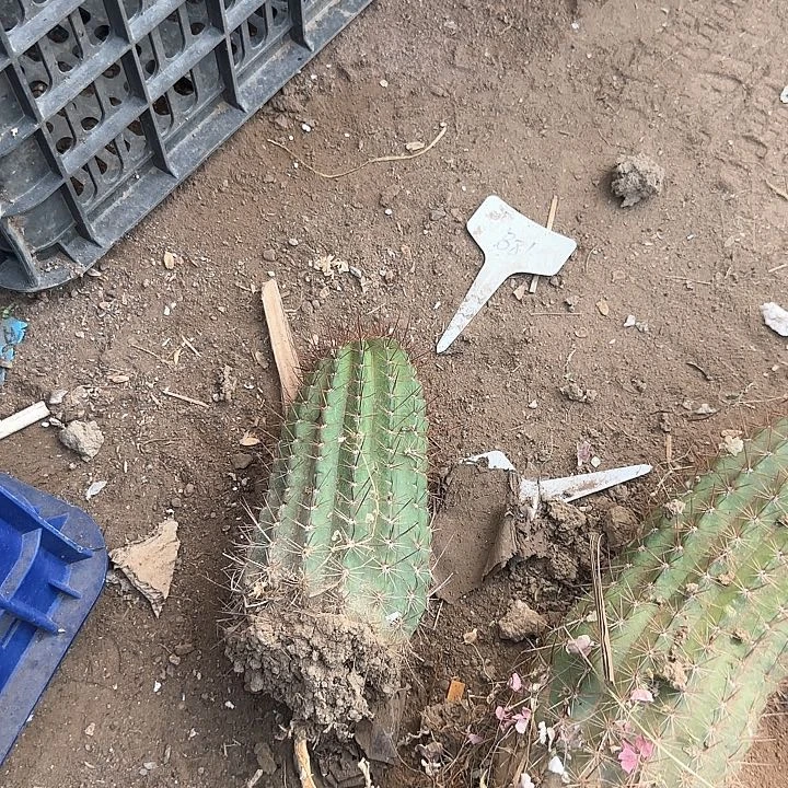 顺***大满贯30的毛花柱