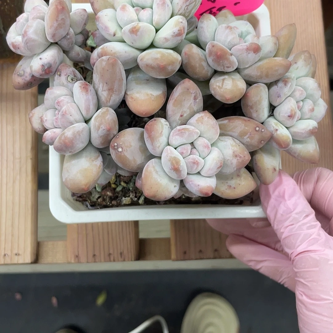 奶酪体香水一盆。