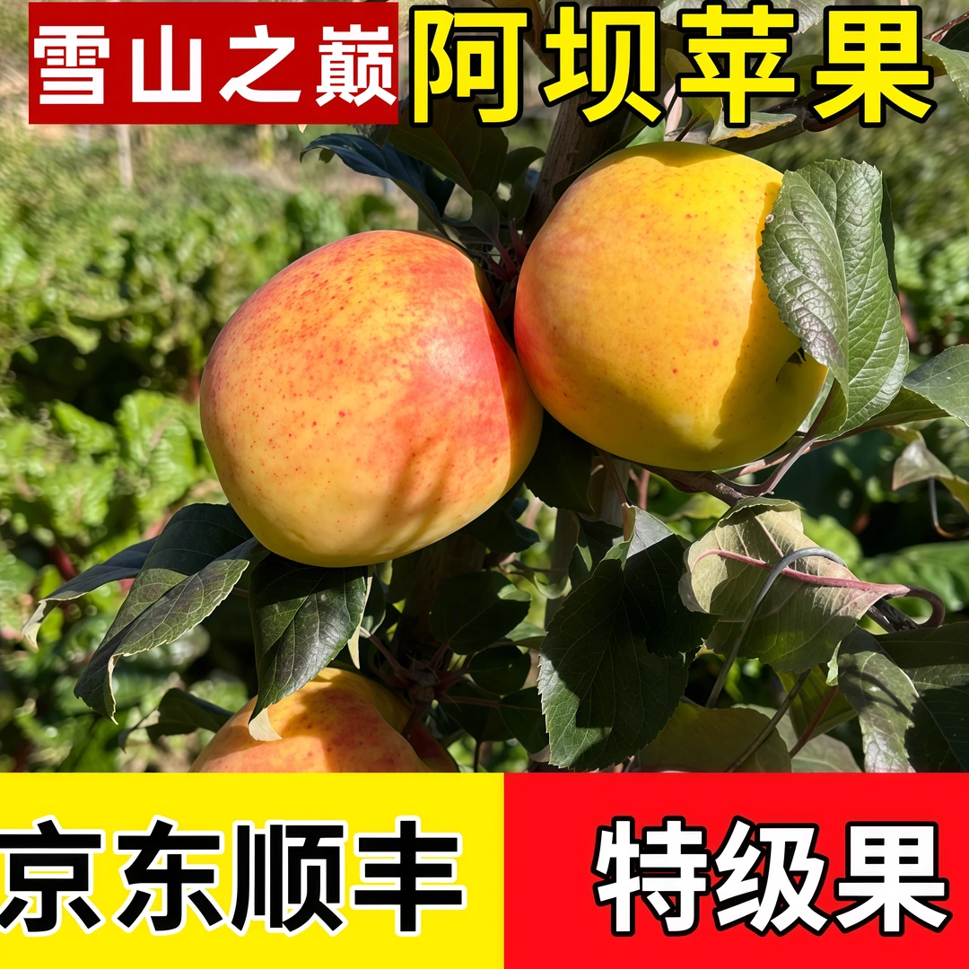 阿坝州赤不苏瑞雪苹果茂汶苹果理县汶川九寨沟小金小王子四姑娘山