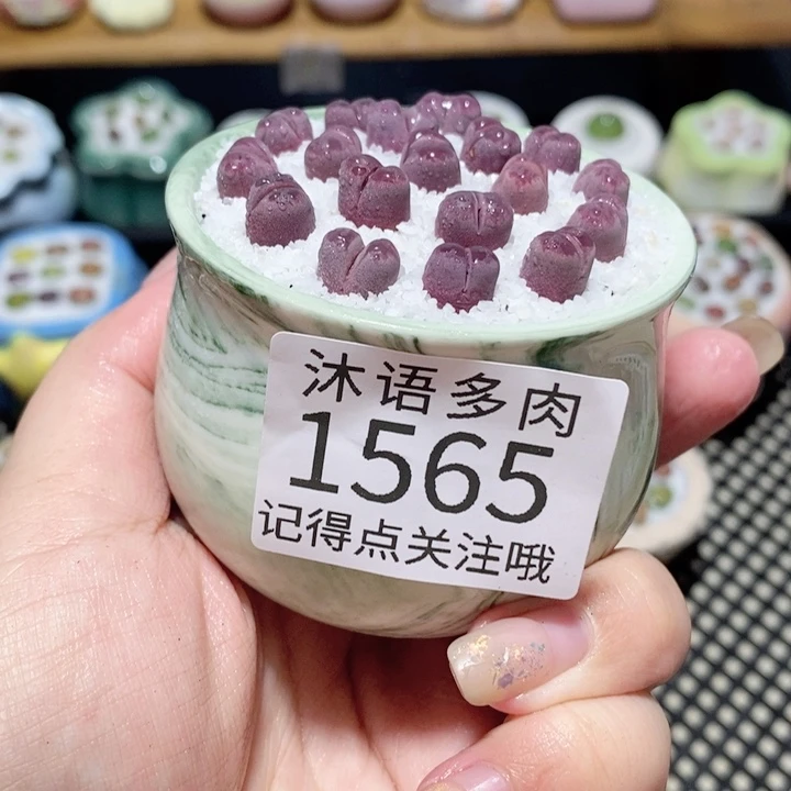 带盆土植物 一物一拍1565