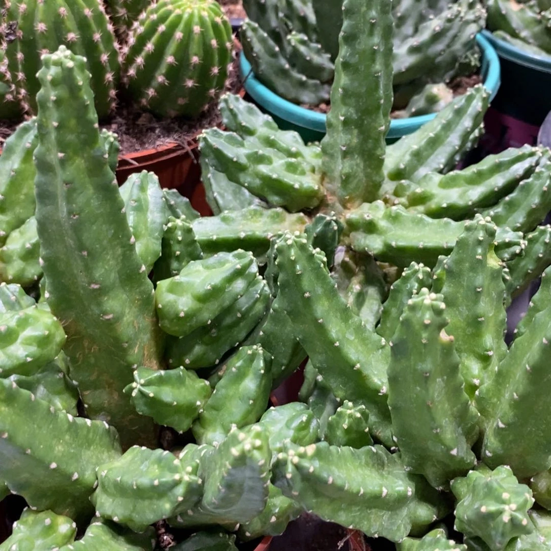 群生大杯多头桃太郎一杯