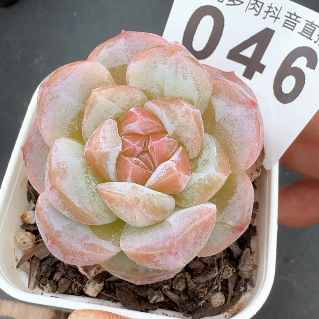 孤品福利         多肉植物