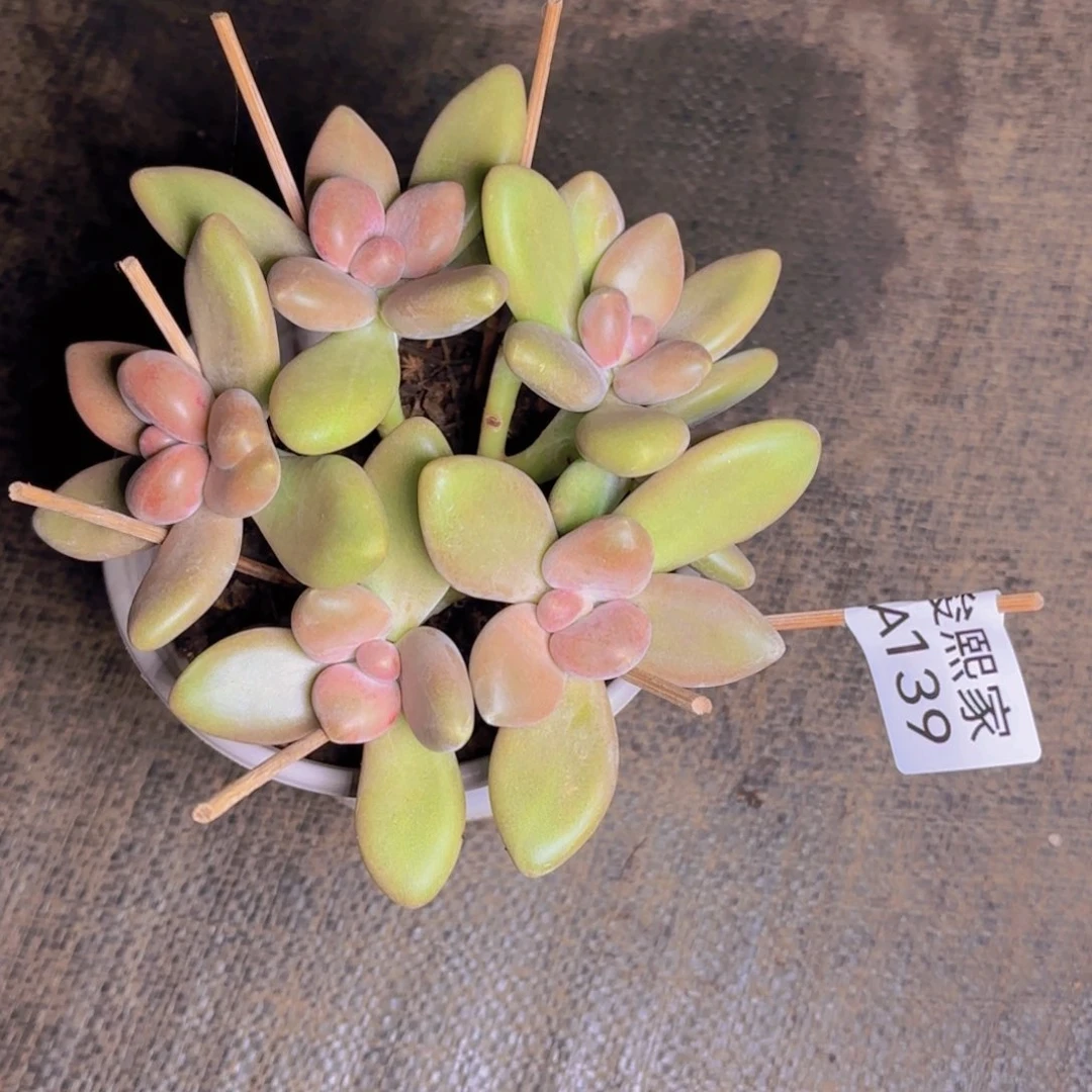 静**蓝A139福利11111111幽兰1111111