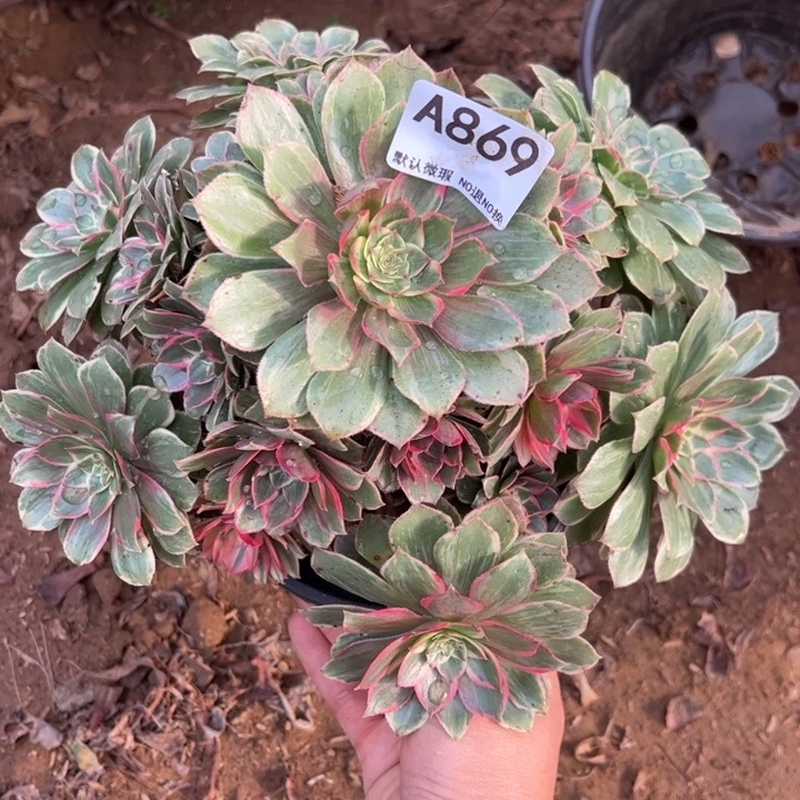 微瑕莲花座多肉869.