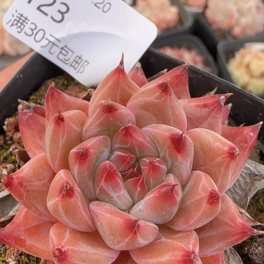 钻石婚戒单头一颗脱土