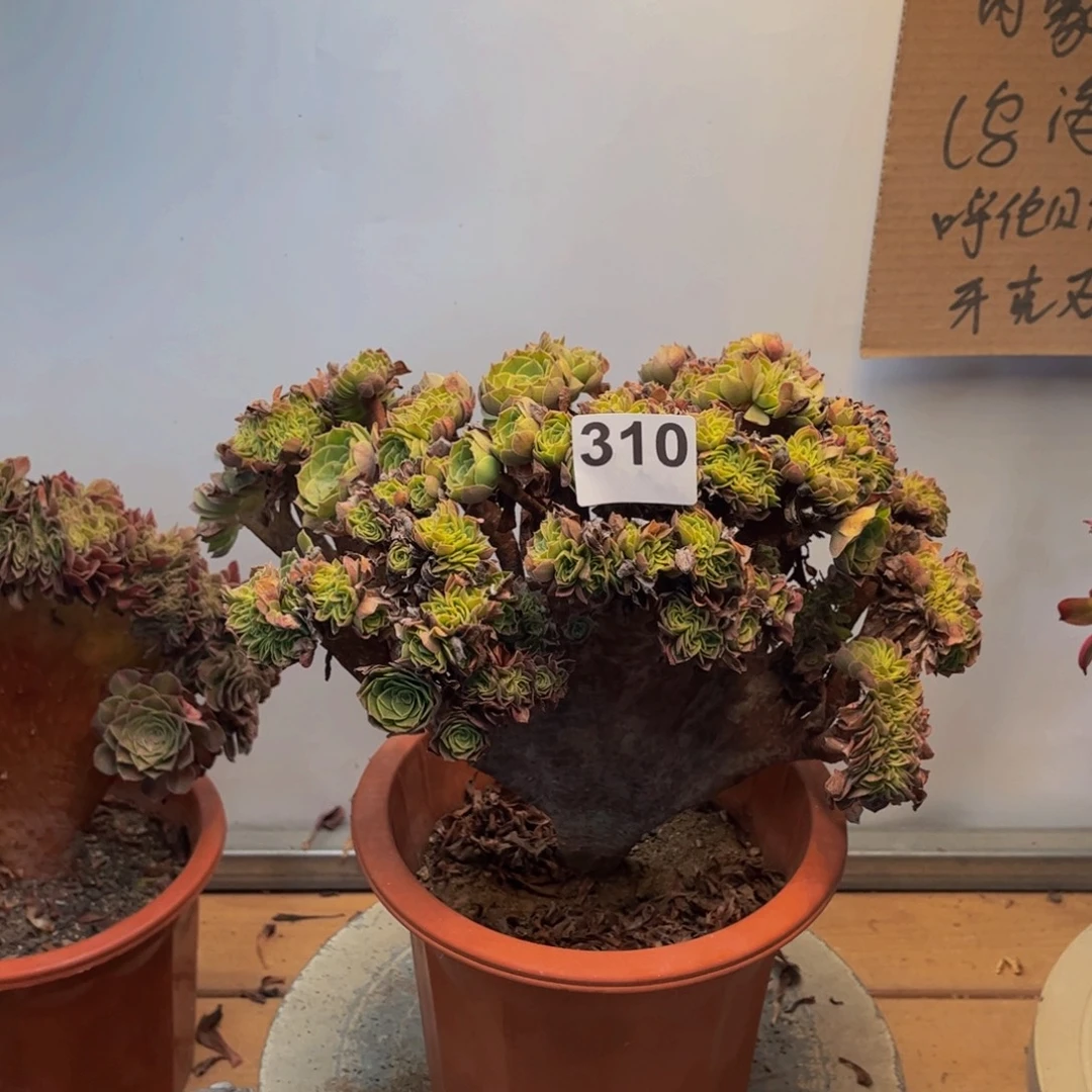 多肉植物万圣节缀310