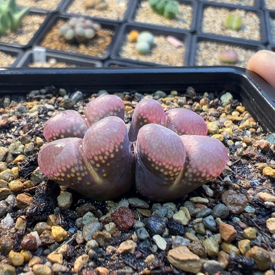 日系原株风铃一棵特特特