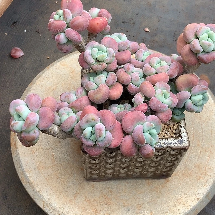 桃***桃好lol拖咯打开了诺呢来咯来咯