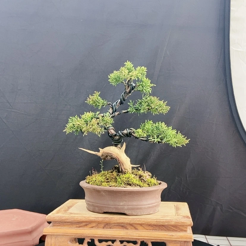 【闪购商品】盆景盆景艺术