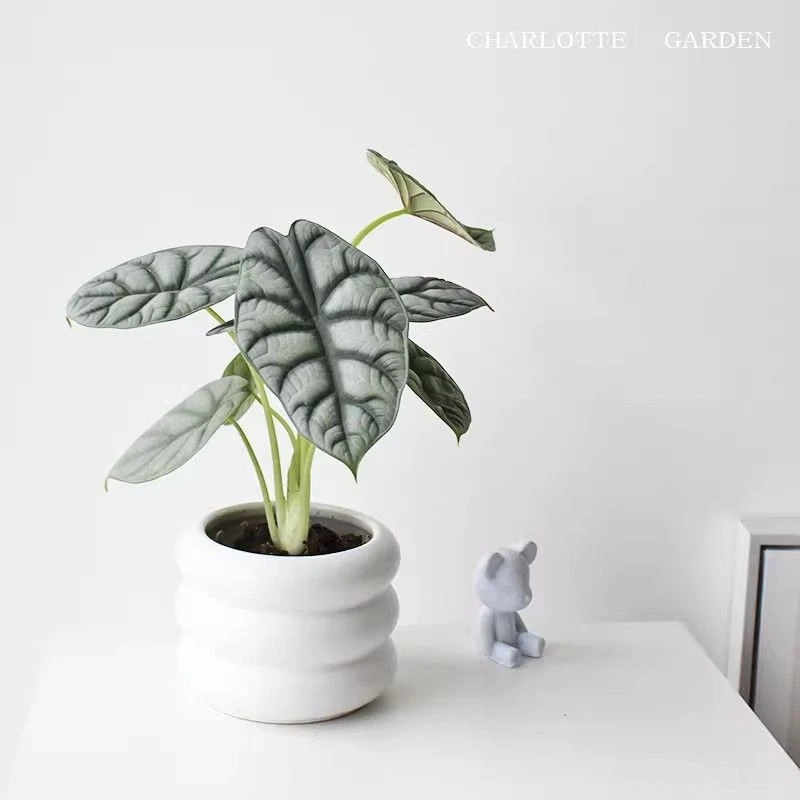 白犀牛海芋北欧ins风室内办公室桌面植物网红绿植盆栽净化空气