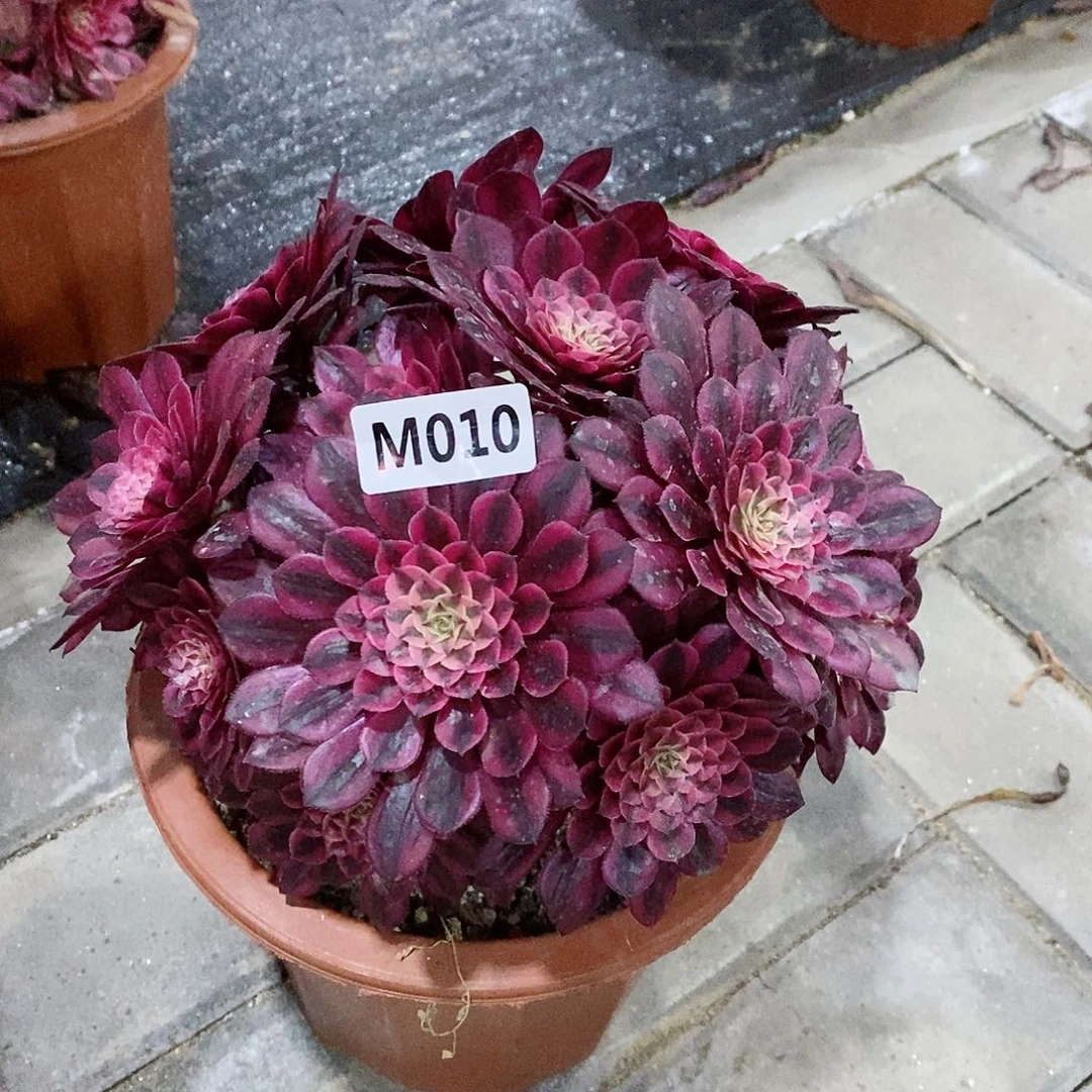 010黑铜白丛林6666666小颗