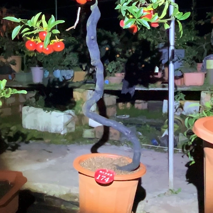 有***乐当前无花栽培后可以开花