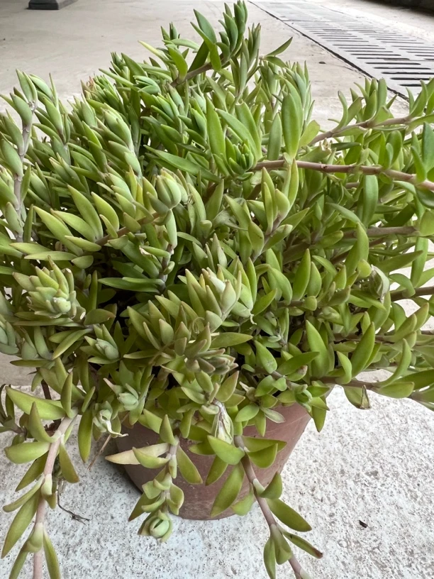 苦味垂盆草，4盆，脱盆发货