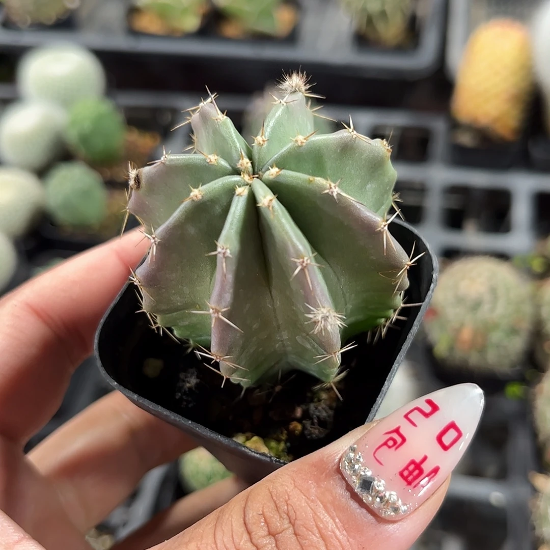 微刺虾单头发货单头发