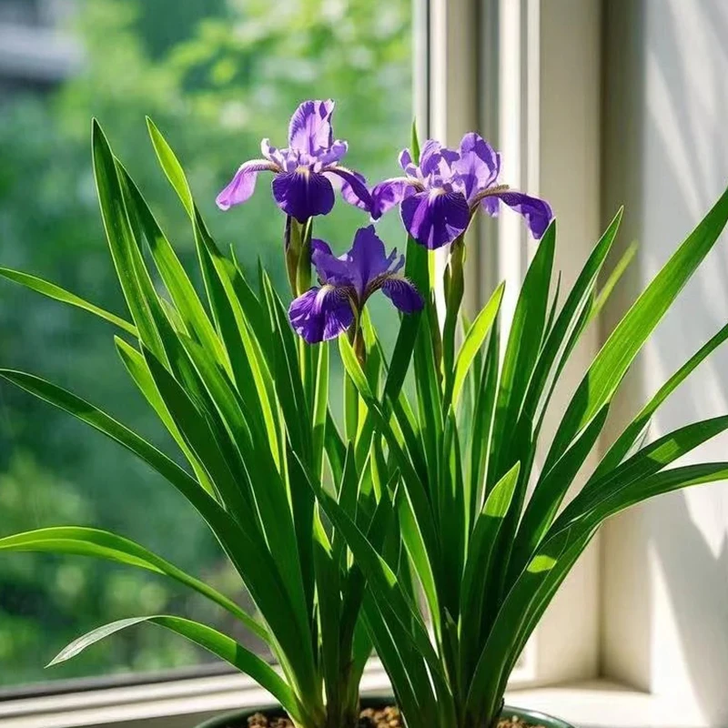 德国鸢尾花园花镜多年生常绿鸢尾 水生陆生线条植物耐寒耐热花卉