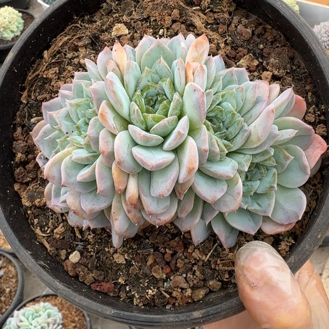 秘境冰魄翡翠色糖心