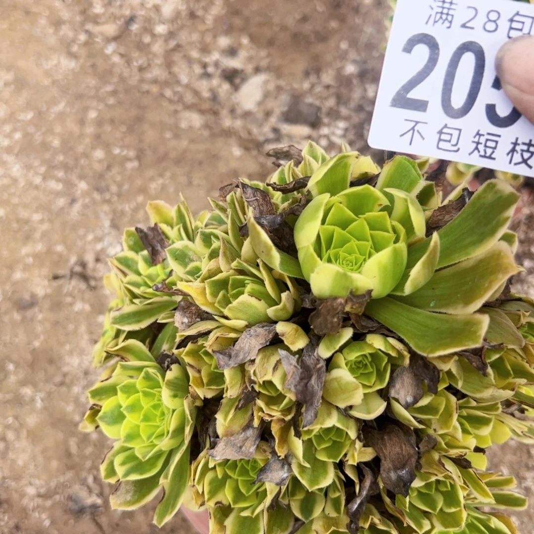 2051多肉植物无名法师