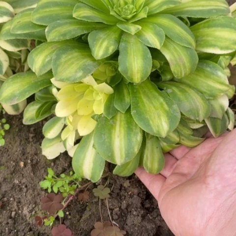 12夜光杯满25包邮多肉