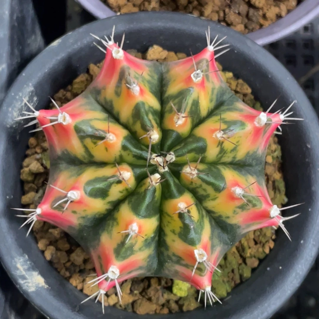 当前无花朵，栽培后可花朵橘红虎斑