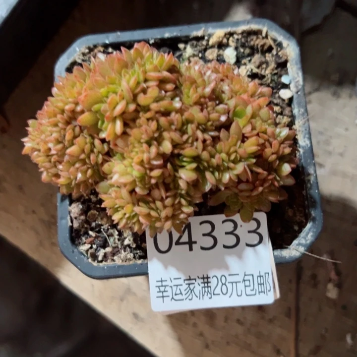 幸运儿的一个小秘密