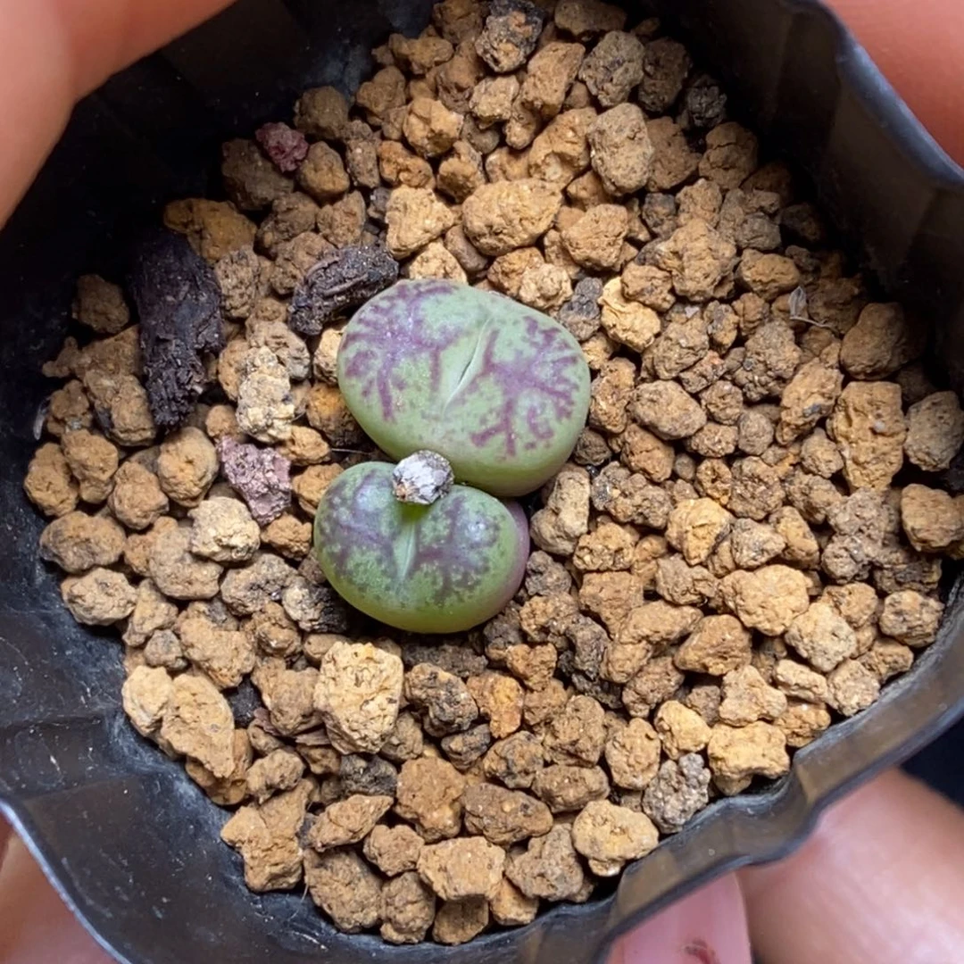 多肉植物肉锥杂交K-4677