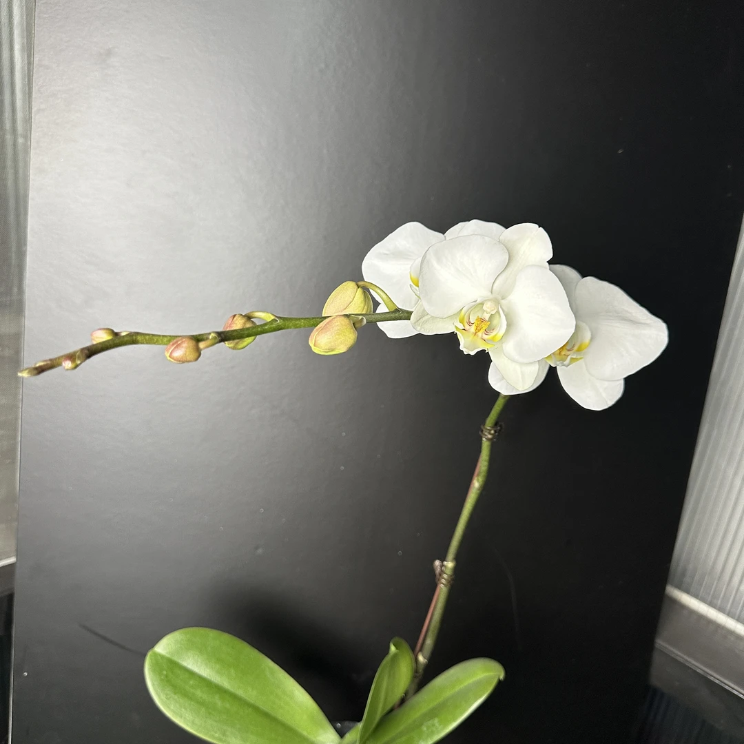 明兰花卉（大白）带花微瑕3.0寸杯发货