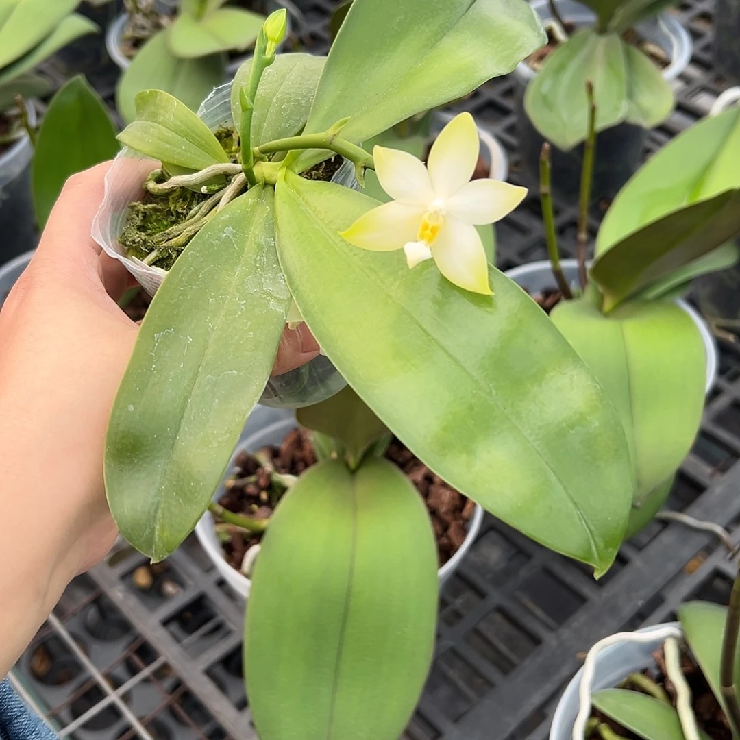 完全开放白贝交蓝蓝爱2.5