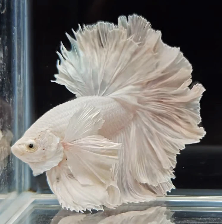 A2(25-48)精品泰国斗鱼小型热带观赏鱼