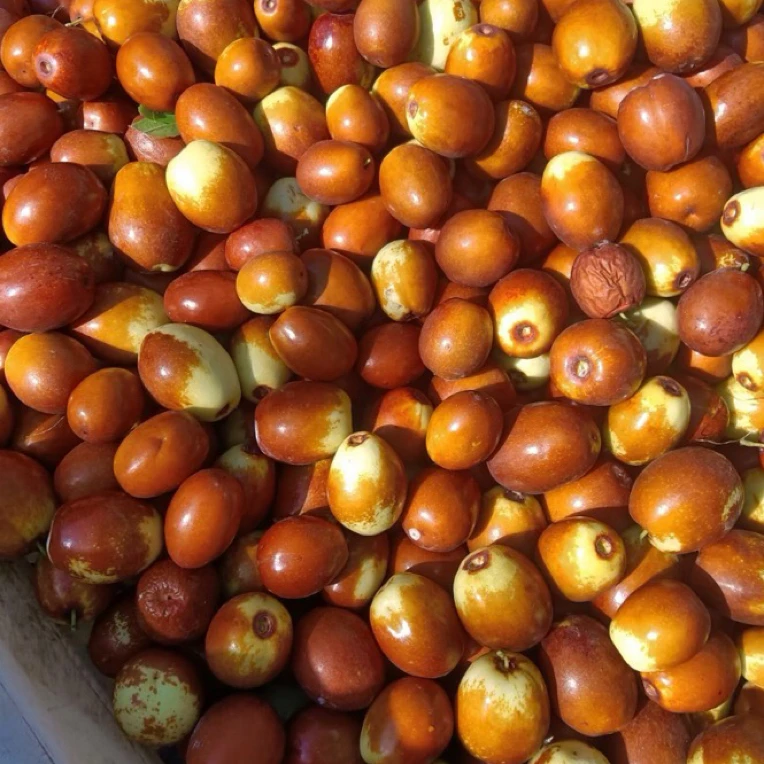 沧州特产金丝小枣鲜脆枣5斤包邮