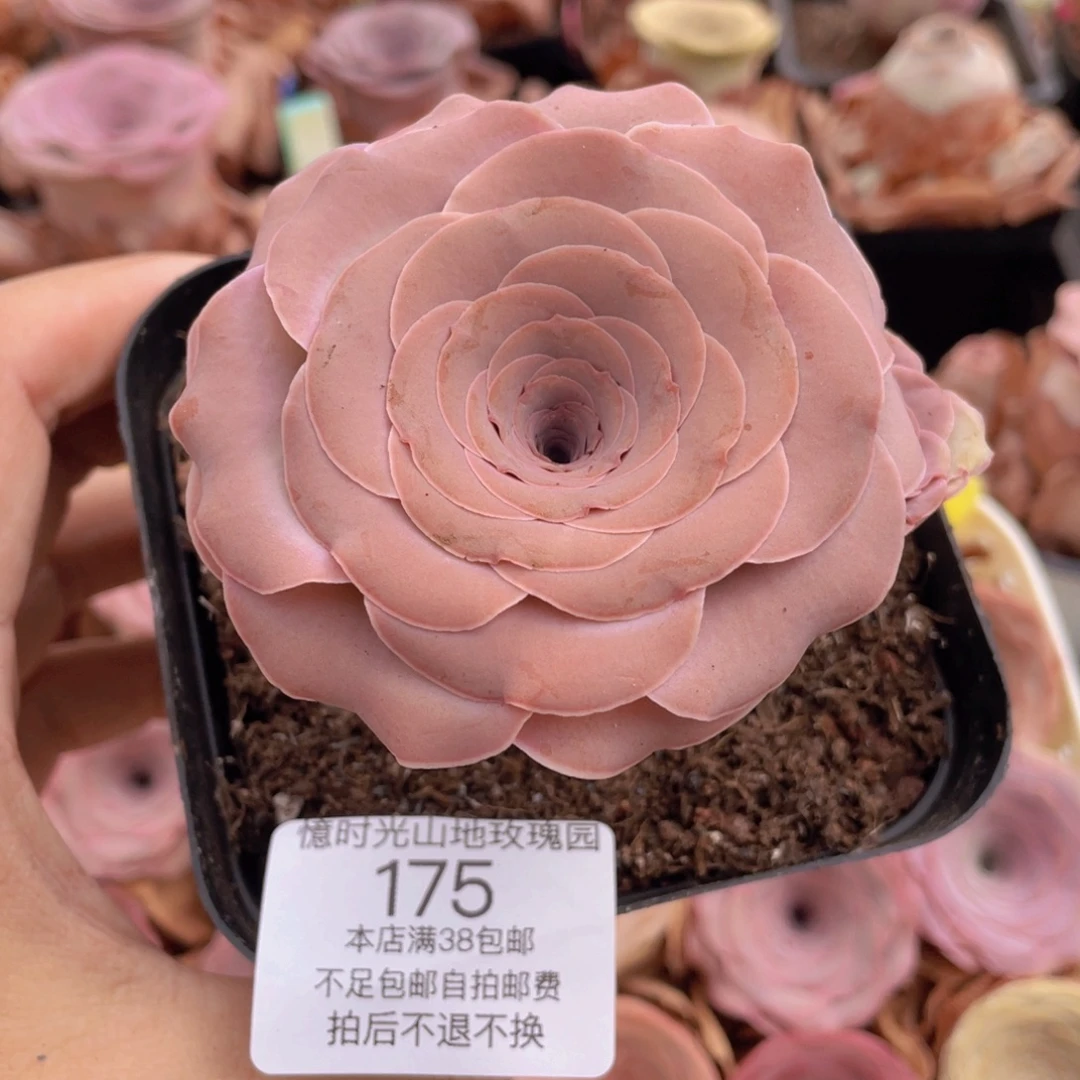 不知名福利175一物一拍