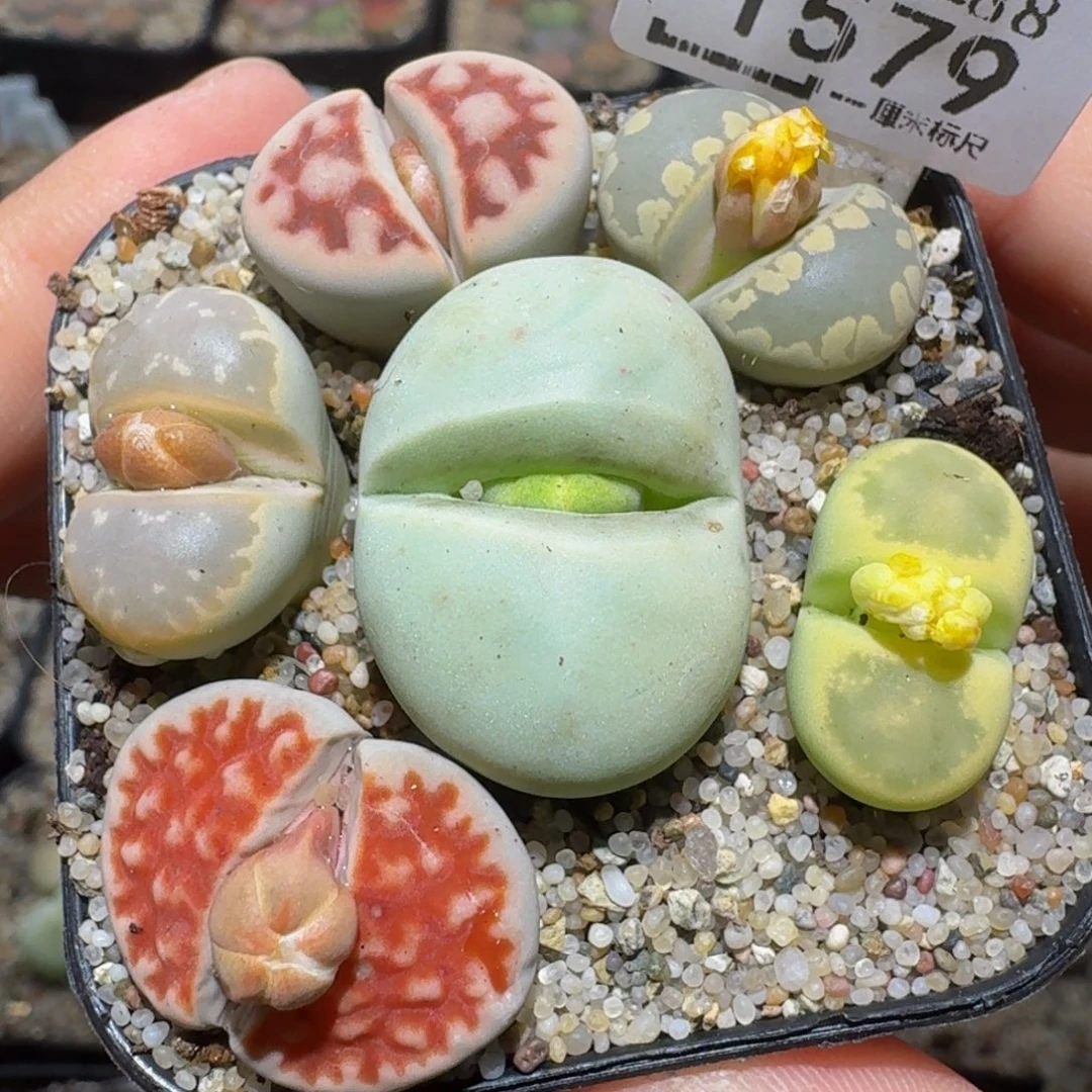 Zzzzz精品生石花1579