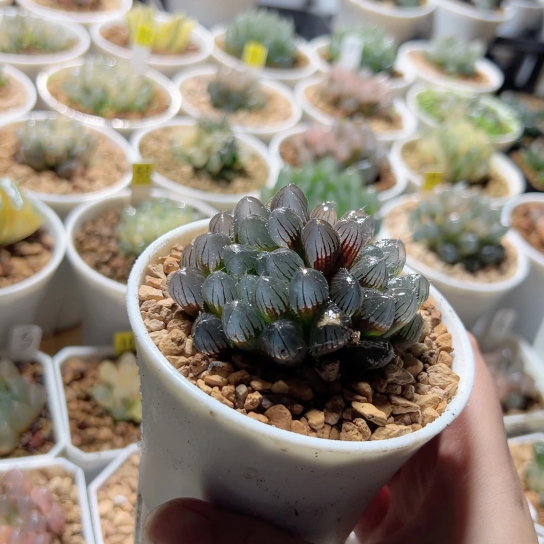 双头赤线玉露多肉植物