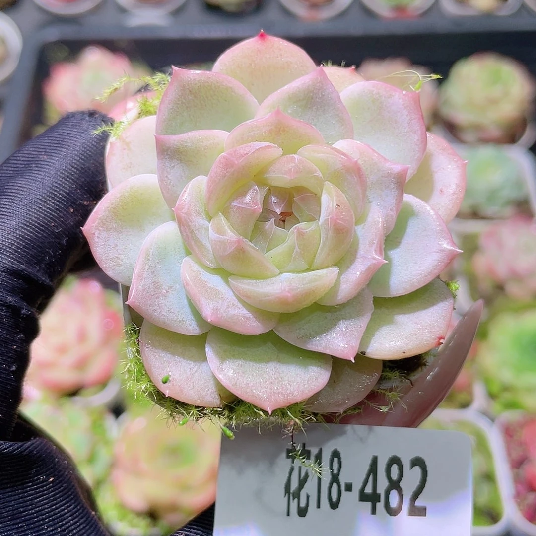 花利美18-482珍妮