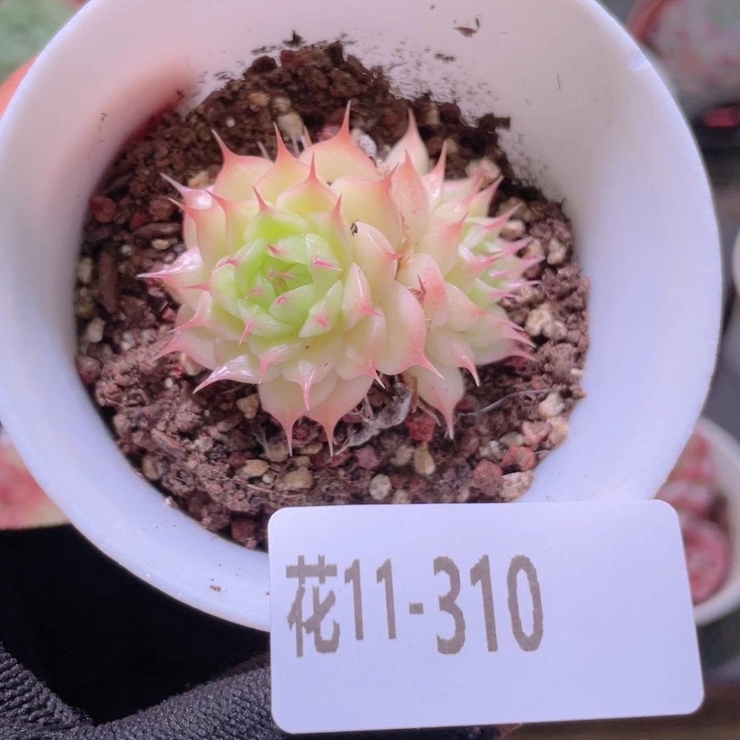 花利美11-310海王