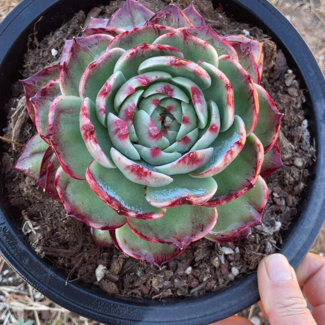 M***。惊鸿仙子寄养一物一拍