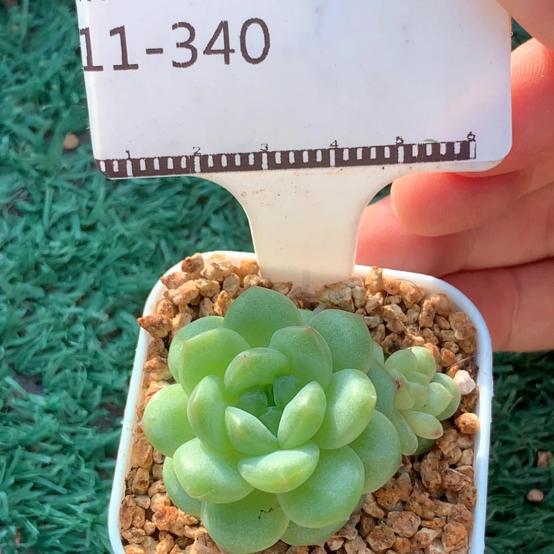 遥遥领先珍妮优选58包邮