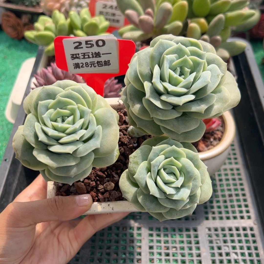 表妹精品多肉植物250.