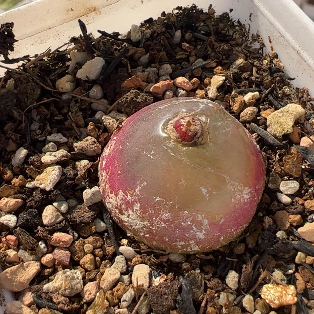 066多肉植物百科