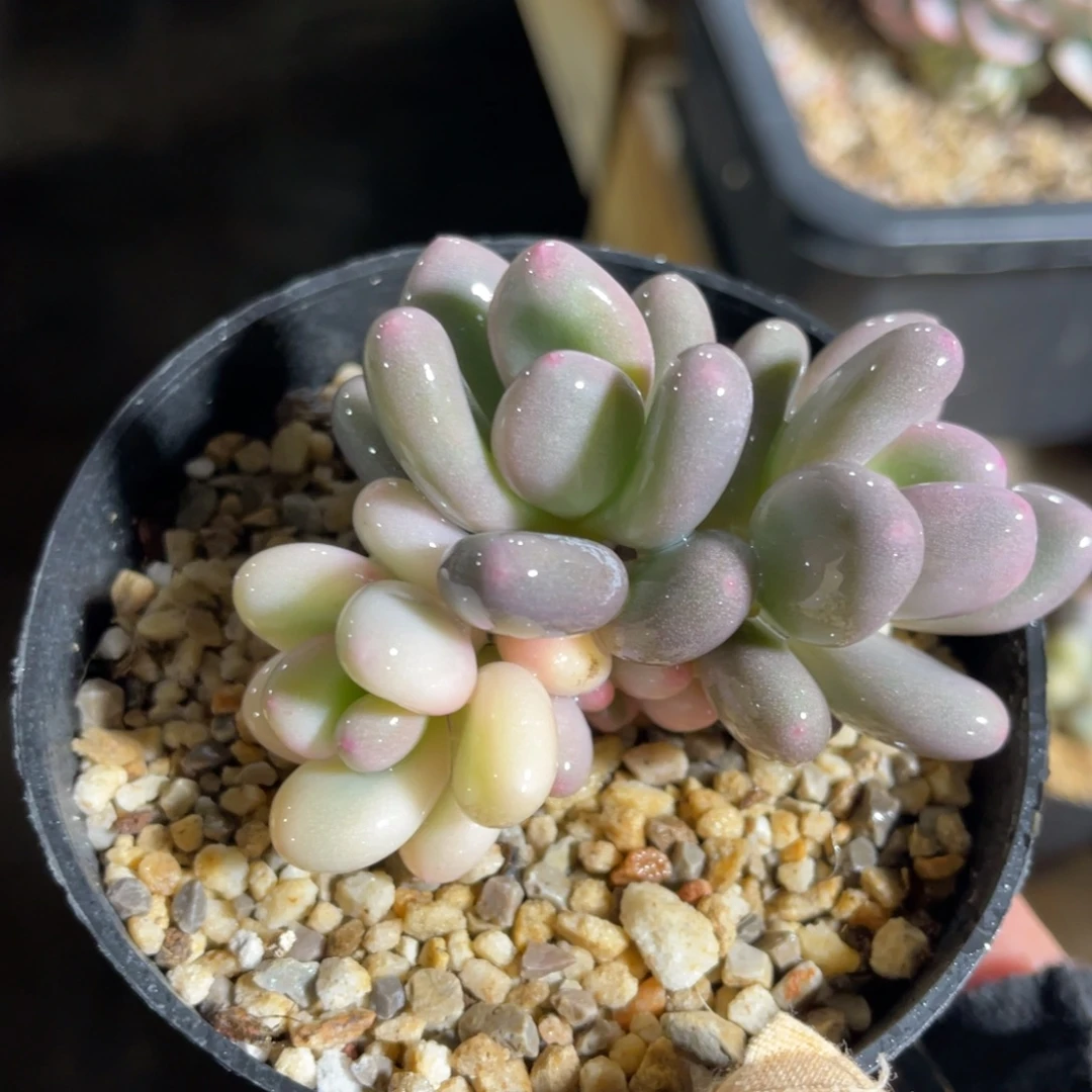 奶酪锦 一物一拍不支持退换