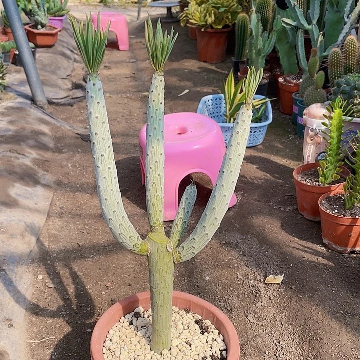 完全开放天龙树带盆土发货土面45cm