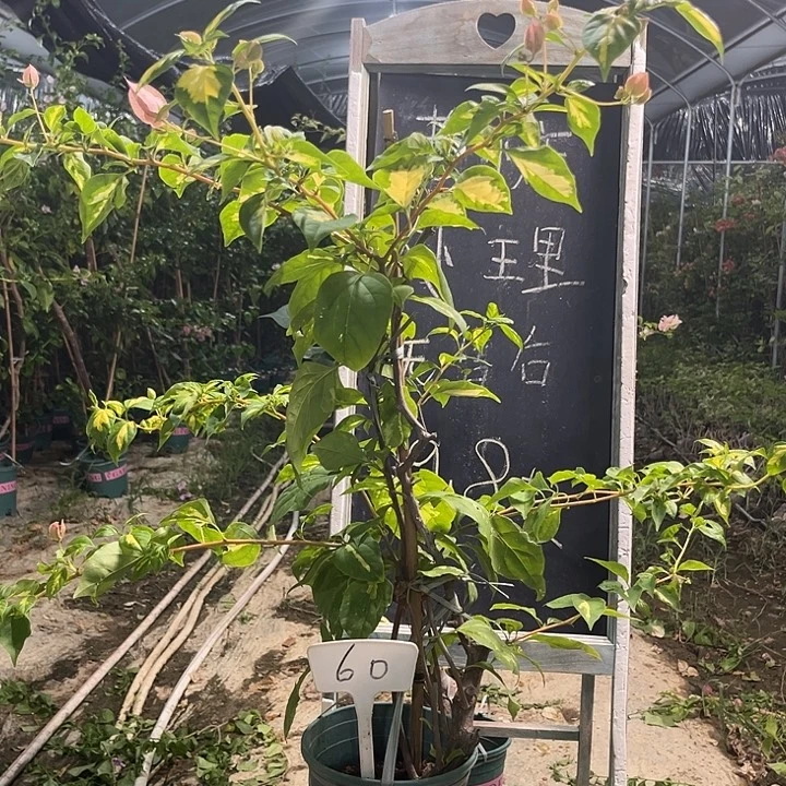 无花朵三角梅三角梅60