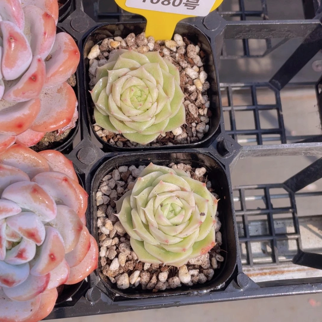 1080号 玫瑰花麦秆单头一个