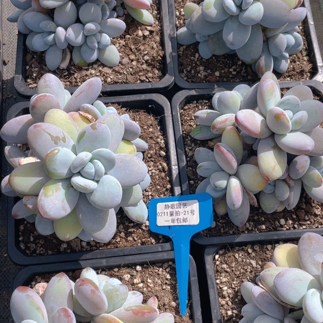 0211-21-大群老桩雪美人一颗