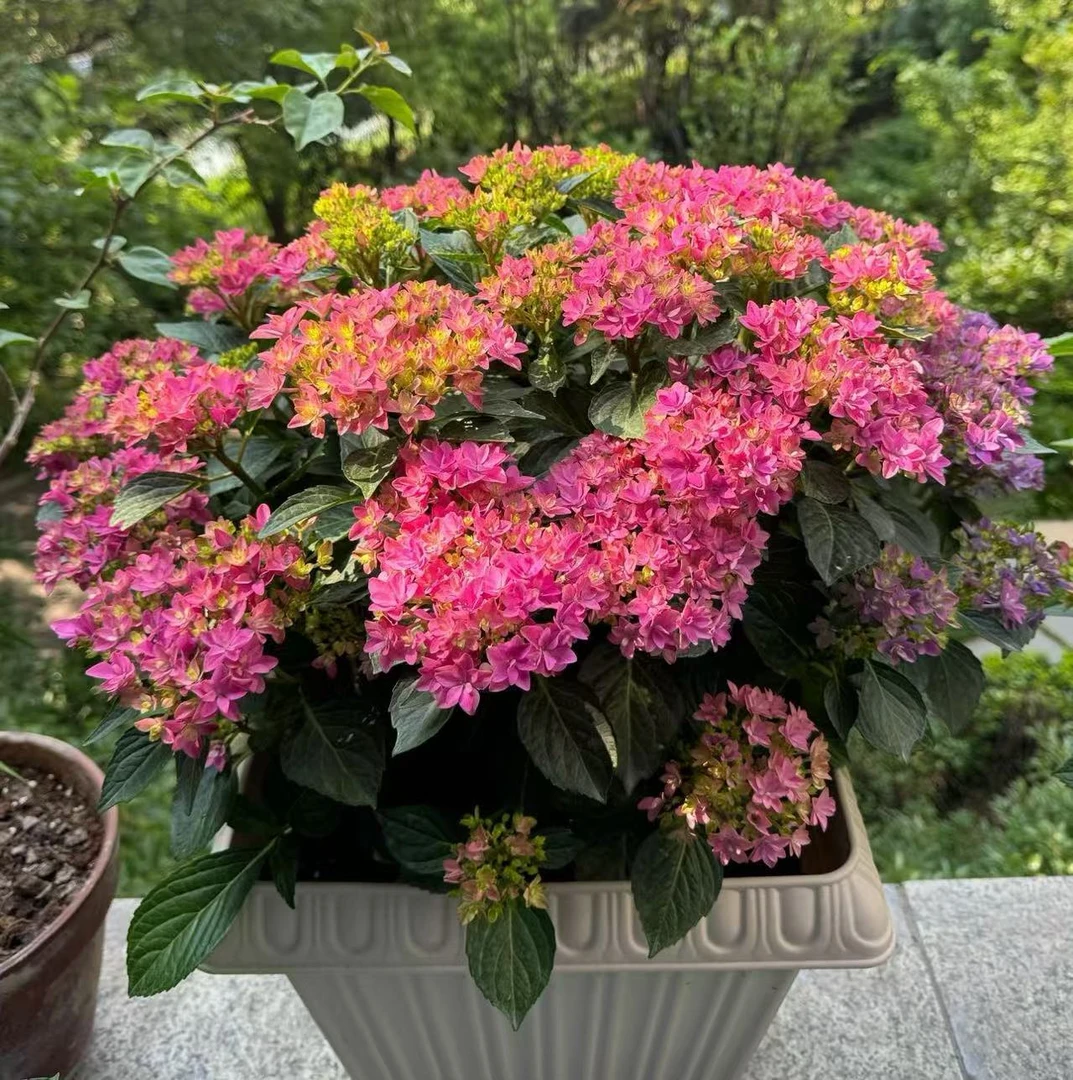 【李先生家】（无尽星河！！）绣球花室内外懒人花卉